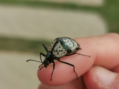 Cuphotes erotyloides