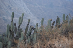 Armatocereus matucanensis