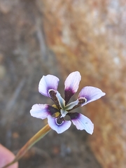 Moraea amissa