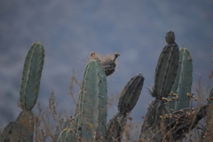 Armatocereus matucanensis