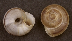 Oreohelix concentrata