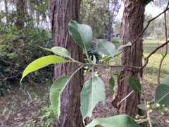 Lophostemon suaveolens
