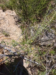 Aspalathus divaricata divaricata