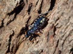 Ectomocoris decoratus