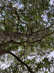 Lophostemon suaveolens