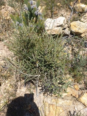 Aspalathus ericifolia ericifolia