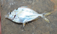 Leiognathidae