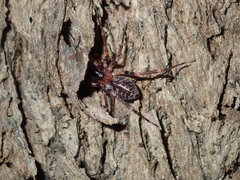 Battalus adamparsonsi
