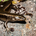 Barrier Skink - Photo (c) Carey_Knox_Southern_Scales, some rights reserved (CC BY-NC)