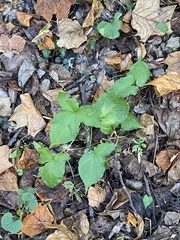 Pinellia tripartita