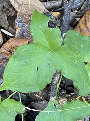 Pinellia tripartita