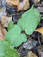 Pinellia tripartita