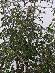 Commiphora neglecta