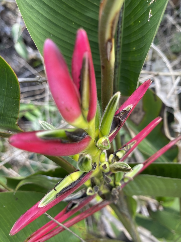 Heliconia lasiorachis