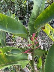 Heliconia lasiorachis