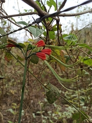 Eucrosia eucrosioides