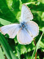 Icaricia icarioides missionensis