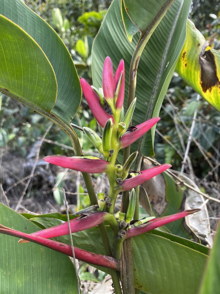 Heliconia lasiorachis