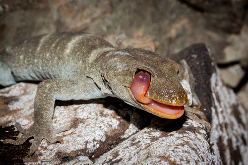 Black-eyed Gecko