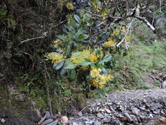 Gaiadendron