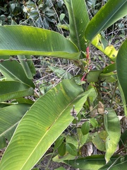 Heliconia lasiorachis
