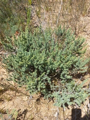 Aspalathus muraltioides