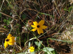 Coreopsis linifolia