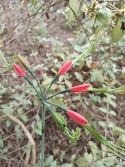 Eucrosia eucrosioides