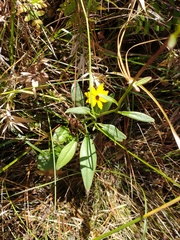 Coreopsis linifolia