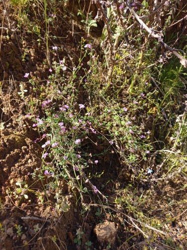 Fine Indigo (Indigofera gracilis)