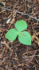 Trillium ovatum