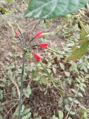 Eucrosia eucrosioides