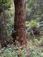Eucalyptus microcorys