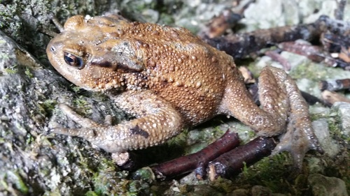 Caucasian Toad