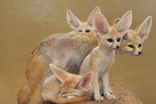 Fennec Fox