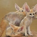 Fennec Fox - Photo (c) Joachim S. Müller, some rights reserved (CC BY-NC-SA)