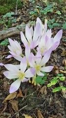 Colchicum speciosum
