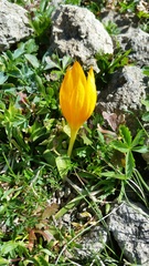 Crocus scharojanii