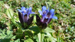Gentiana septemfida