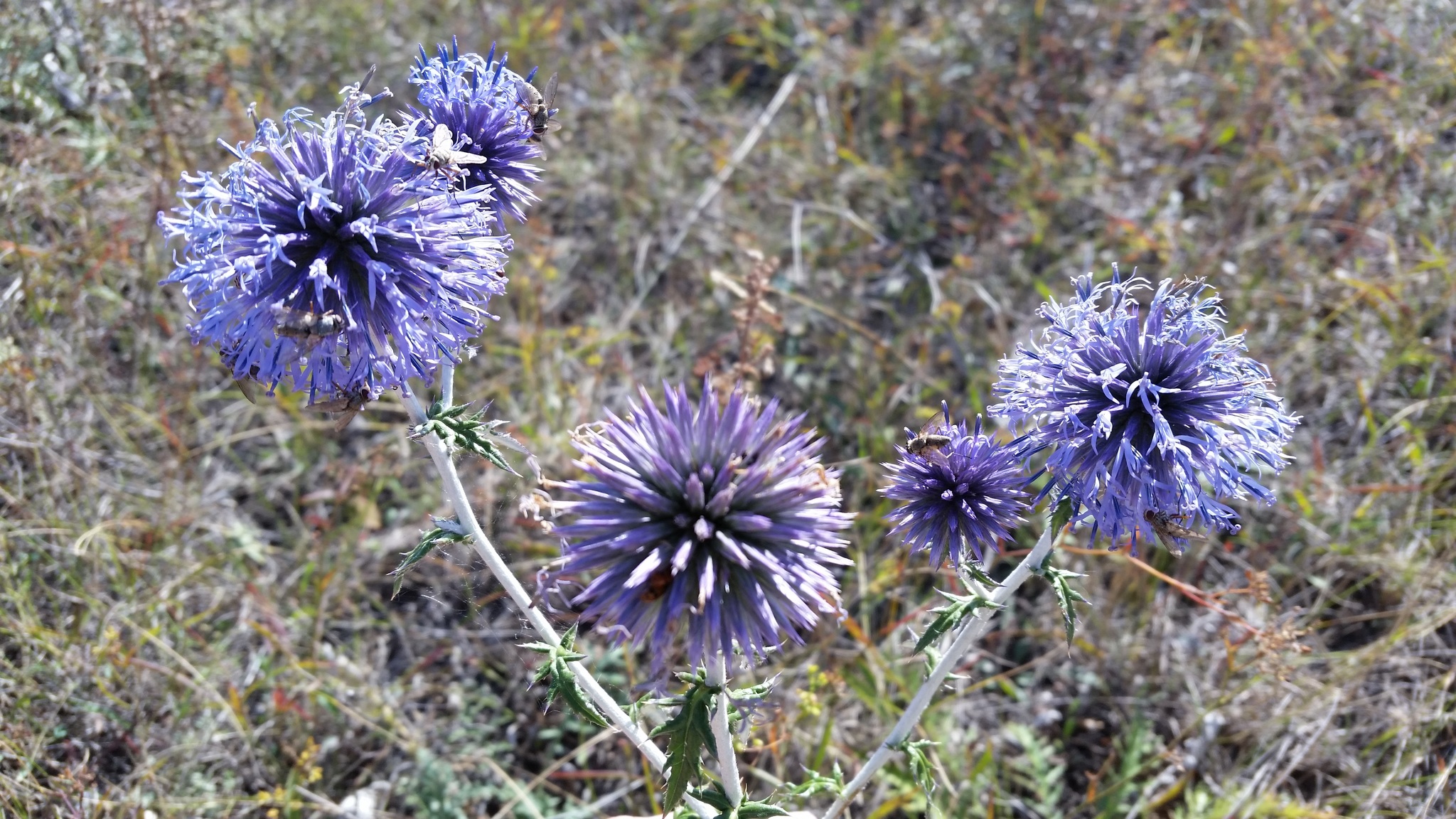 Echinops ritro ssp. ruthenicus