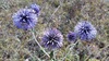 Echinops ritro ruthenicus - Photo (c) Eugene Popov, some rights reserved (CC BY)