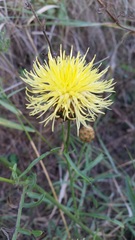 Centaurea orientalis