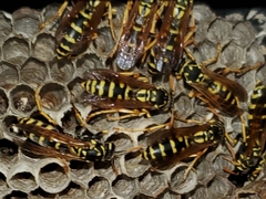 Polistes dominula