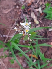 Chlorophytum saundersiae