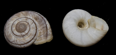Oreohelix strigosa depressa
