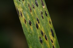 Phyllachora graminis