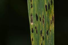 Phyllachora graminis