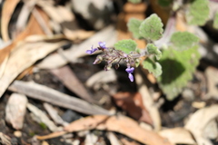 Coleus habrophyllus