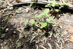 Coleus habrophyllus