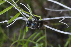 Xylocopa splendidula